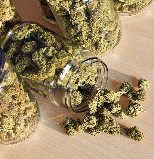 dry-and-trimmed-cannabis-buds-stored-in-a-glas-jar-PP4THVA-1-e1634563958624.jpg